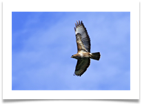 3 - Buzzard - Chris Beesley